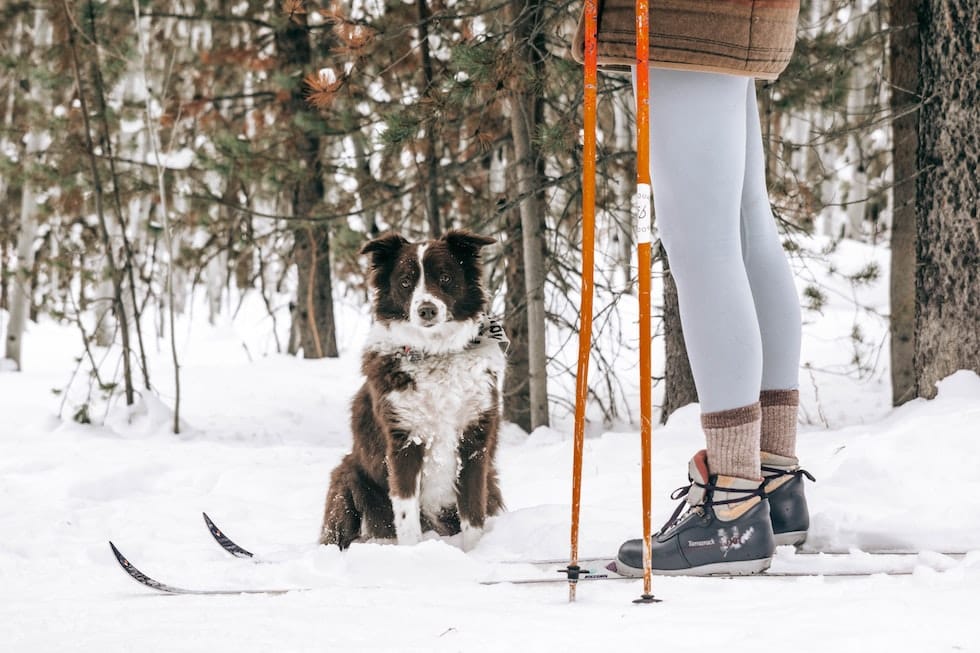 Cross Country Skiing with Dog